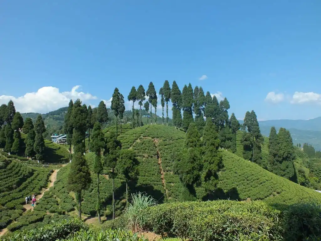 Darjeeling Trip: 5 Must-Visit Beautiful Itineraries In Darjeeling 6 5 Must-Visit Places To Make The Best Out Of Your Darjeeling Trip